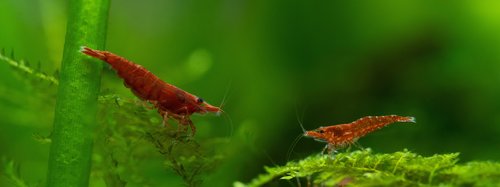 Nanoaquarium