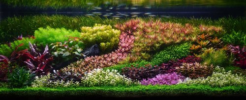 Aquascaping