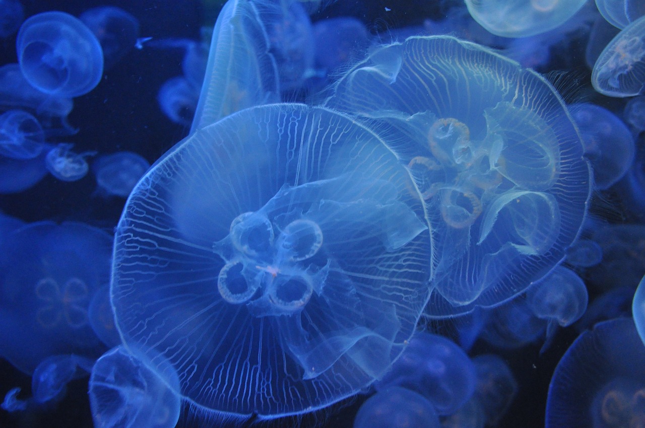 jellyfish, aquarium, blue