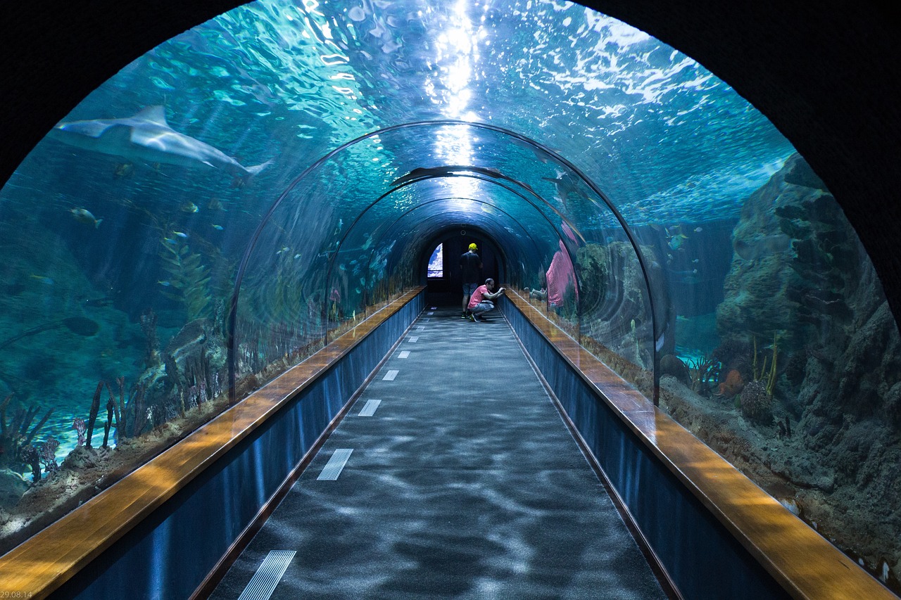 shark-tunnel-473012_1280 (1)