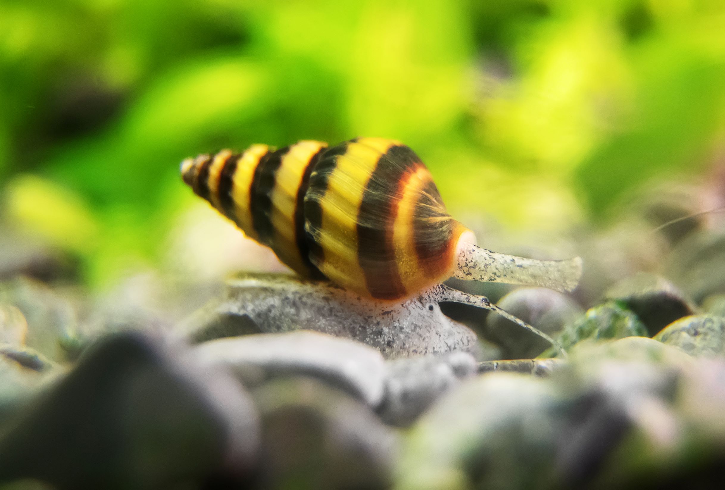Raubschnecke auf der Suche nach Beute