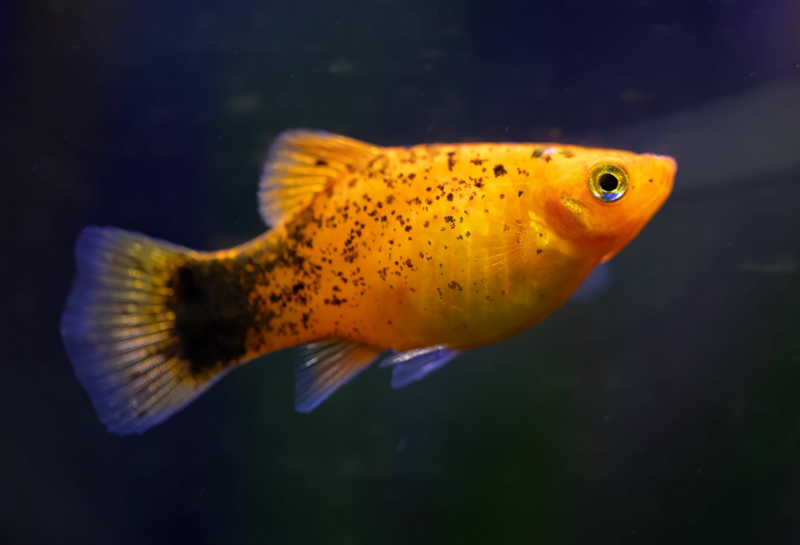 shutterstock_5